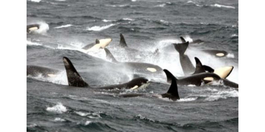 У берегов Калифорнии зафиксировано рекордное количество синих китов