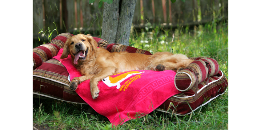 «Собачья» жизнь