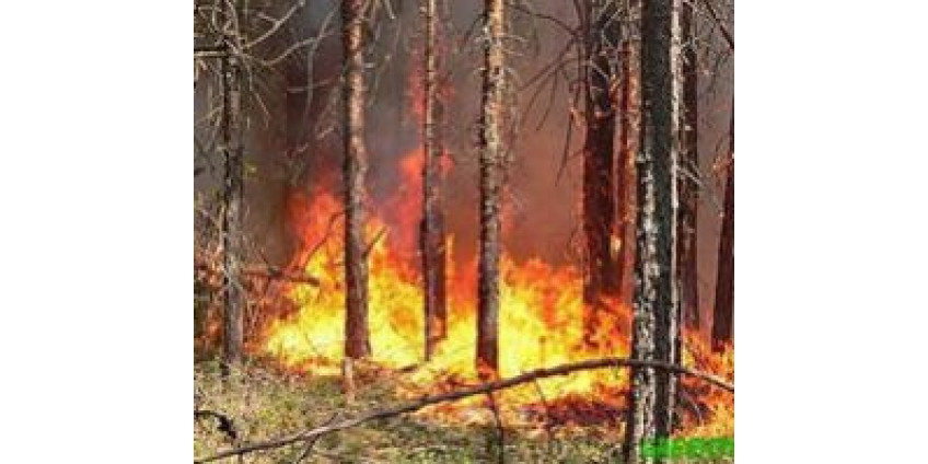 Лесной пожар в Сан-Диего: один погибший