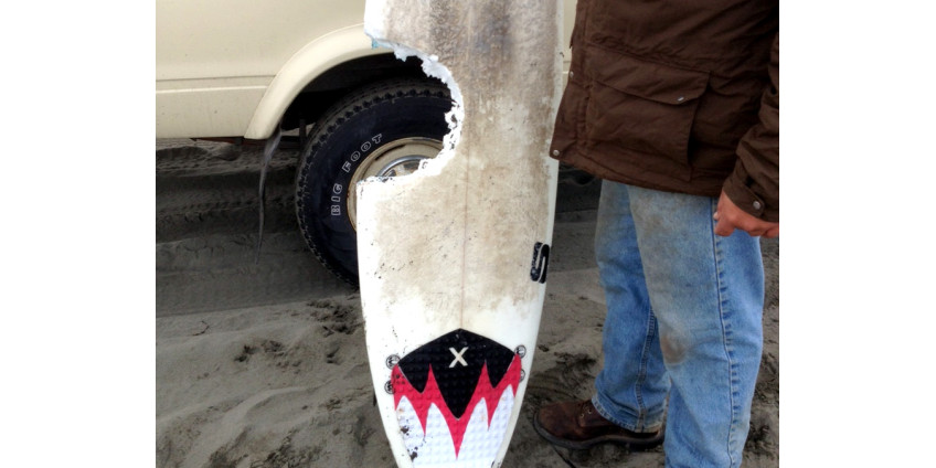 Очередное нападение акулы на серфингиста