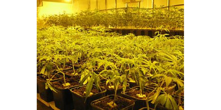 Продажа марихуаны вновь разрешена