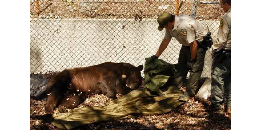 Медведи добрались до Санта-Моники
