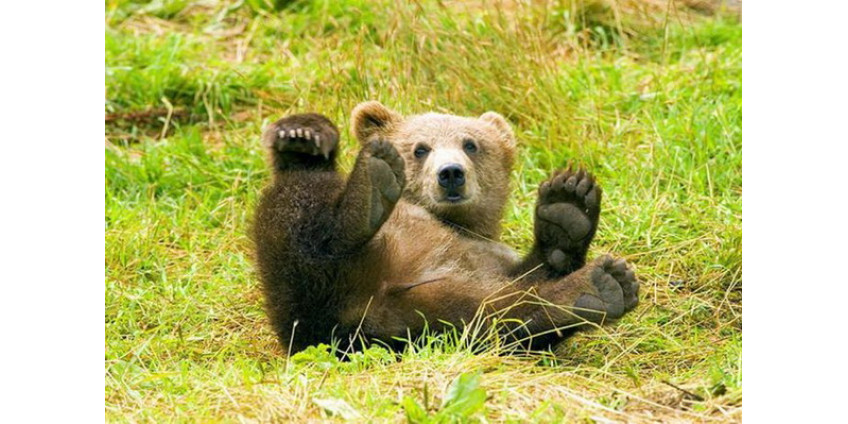 Аризонский медвежонок решил покуховарить