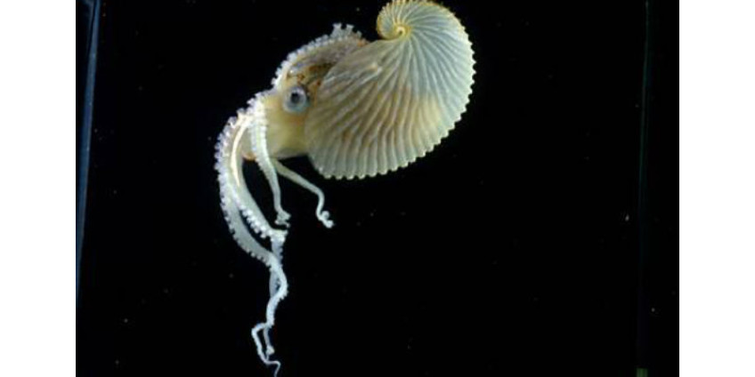 В Калифорнии поймали редчайшего осьминога