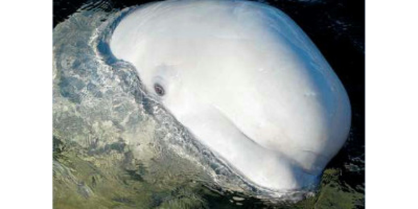 В Сан-Диего живет кит, говорящий человеческим языком