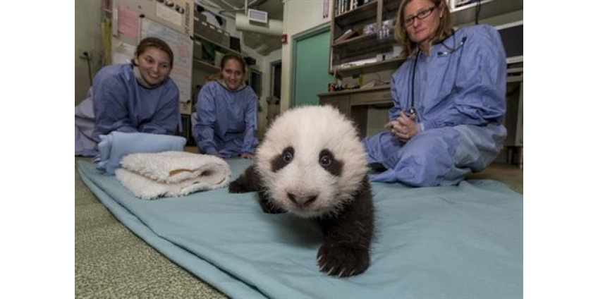 Медвежонок из Сан-Диего снова в центре внимания