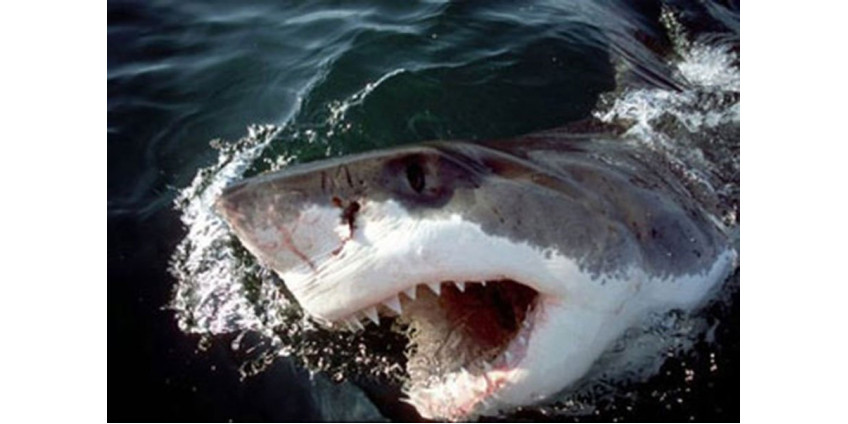 Акула напала на серфера у берегов Калифорнии