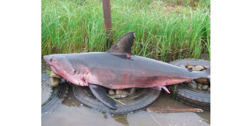 С калифорнийского неба падают акулы