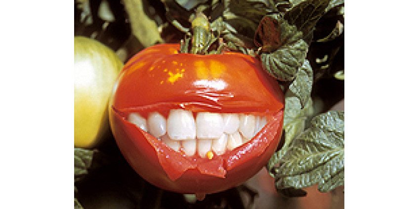 Обязательная маркировка генетически модифицированных продуктов: за и против