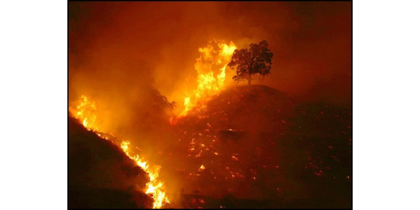 3,7 млн. долларов за крупный лесной пожар
