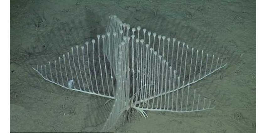 В Калифорнии обнаружили уникального морского хищника