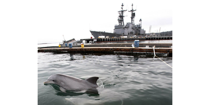Военно-морских дельфинов заменят на роботов