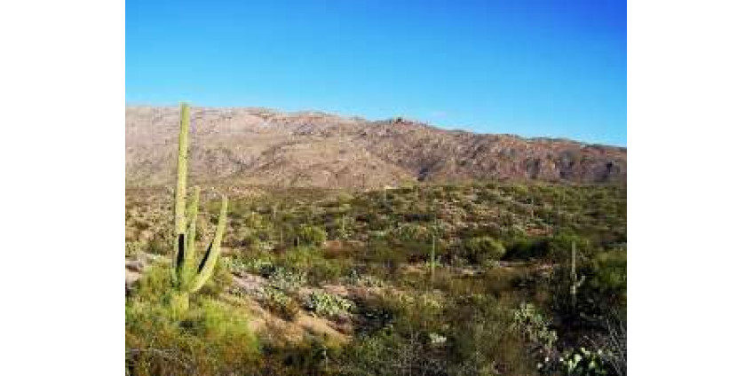 В пустынях Аризоны мусора больше, чем животных