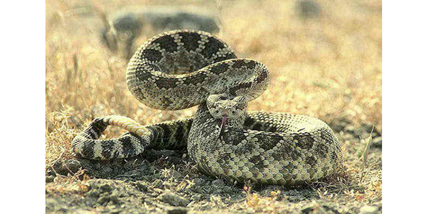 Девочка пережила укусы гремучих змей