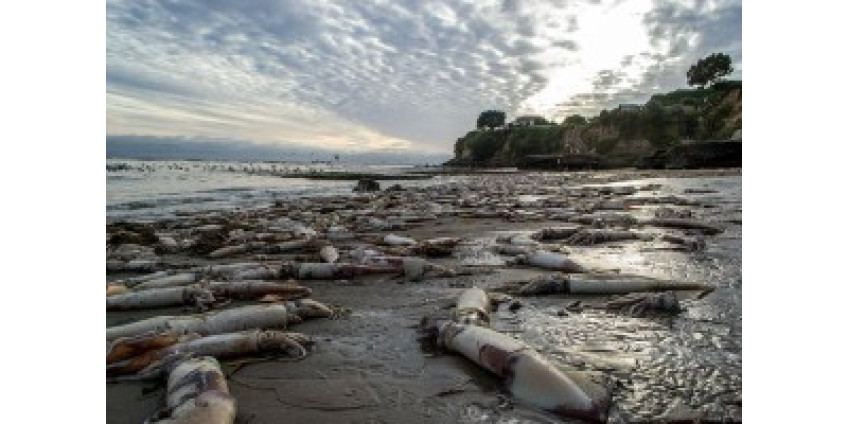 В Калифорнии снова массово гибнут кальмары Гумбольдта