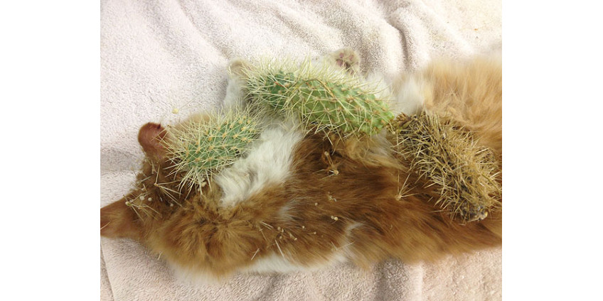 Кот в Аризоне пострадал от кактуса