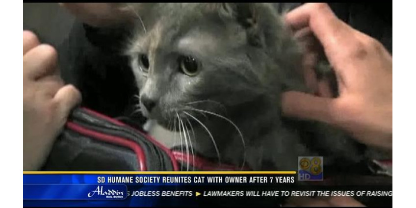 Кошка вернулась к хозяевам через 7 лет