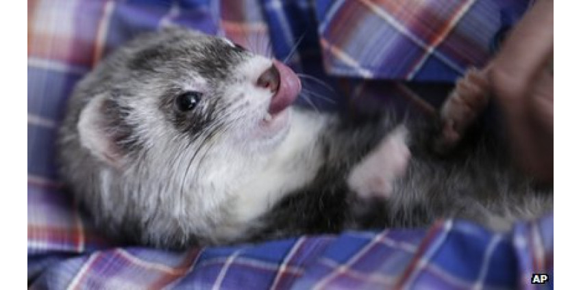 В Солнечном штате борются за хорьков