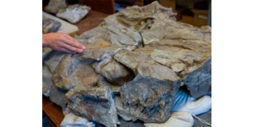 Останки древнего морского чудовища найдены в Неваде