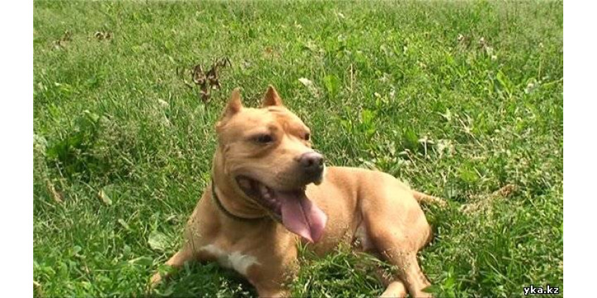 Свидетелем в суде станет собака