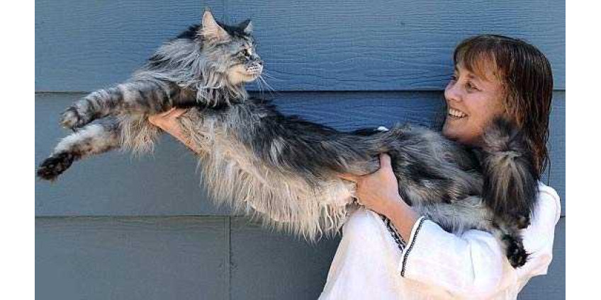 От рака скончался самый длинный кот в мире