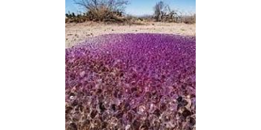 В пустыне Аризоны нашли яйца пришельцев