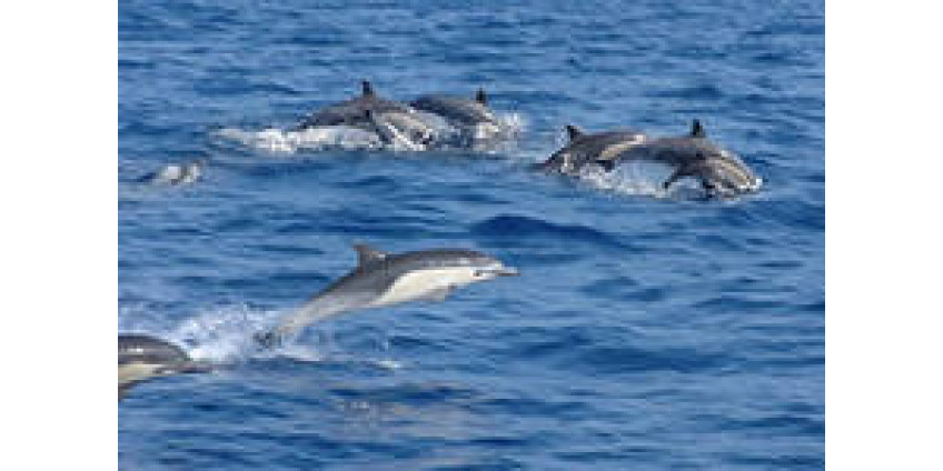 Сан-Диего покидают тысячи дельфинов