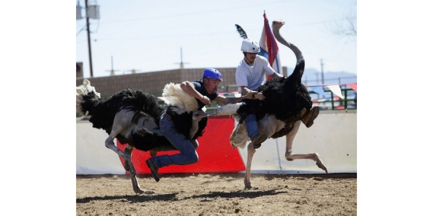 Страусиные гонки в Аризоне