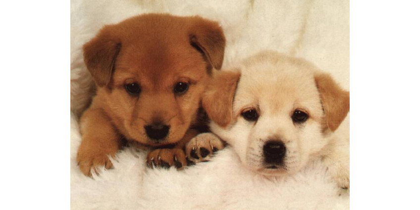 Собаки возвращаются в Лос-Анджелес