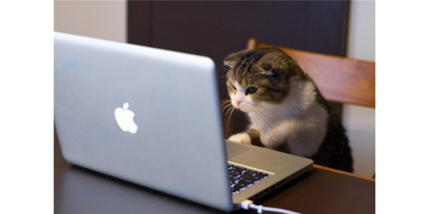 В Городе Ангелов делают игры для кошек