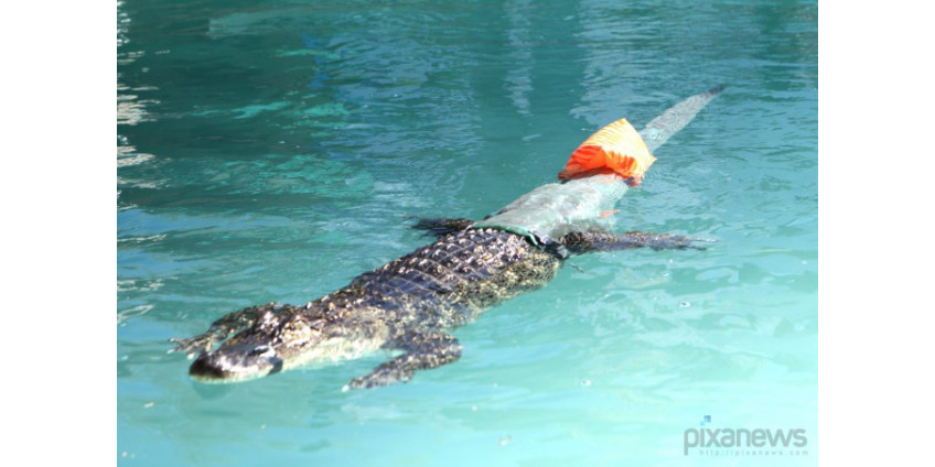 Протез хвоста для аллигатора