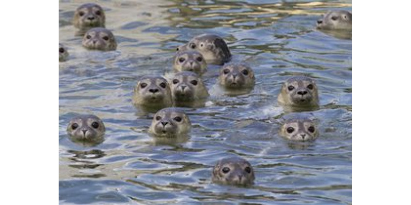 Нетрезвые женщины избили тюленей на пляже