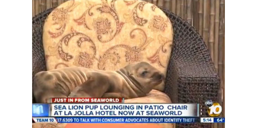 В отеле по собственному желанию поселился морской лев