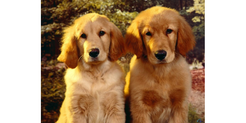 От стресса будут спасать собаки