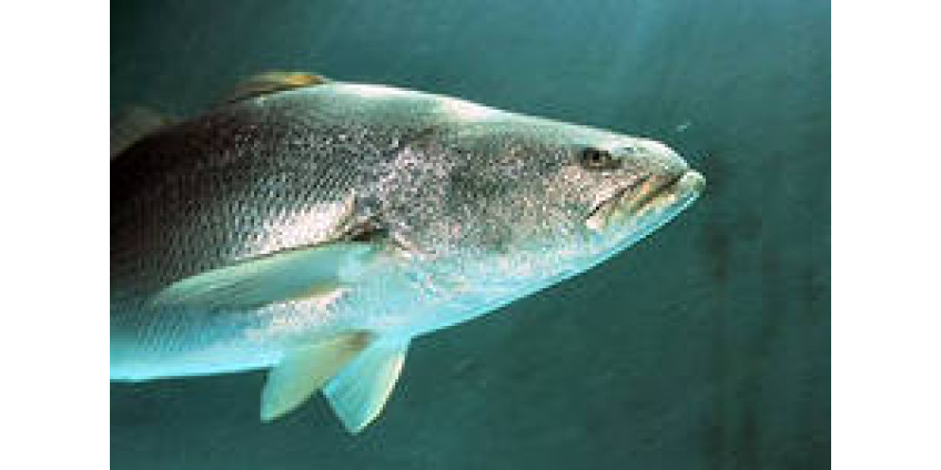 В Калифорнии продолжают борьбу с контрабандистами