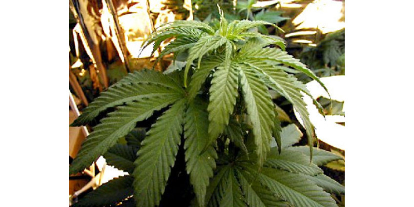 Верховный суд Калифорнии может запретить магазины с марихуаной