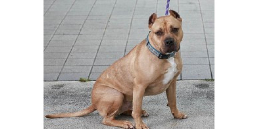 Женщину в Калифорнии загрызли четыре питбультерьера