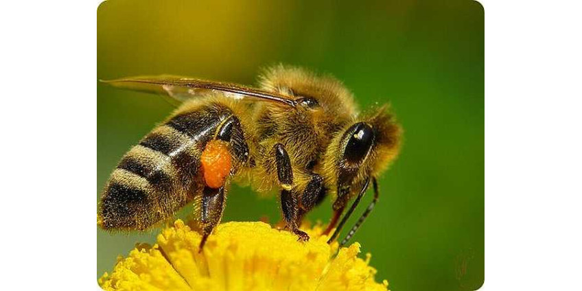 Американский скалолаз погиб от укусов пчел
