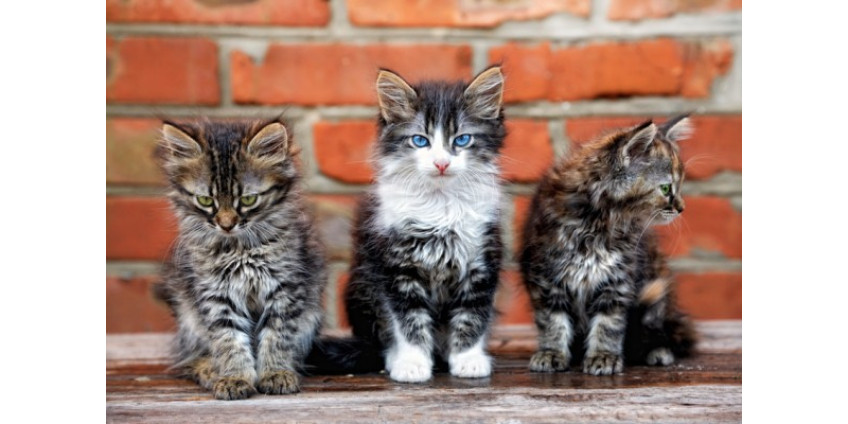 В Калифорнии провели Второй Кошачий видеофестиваль