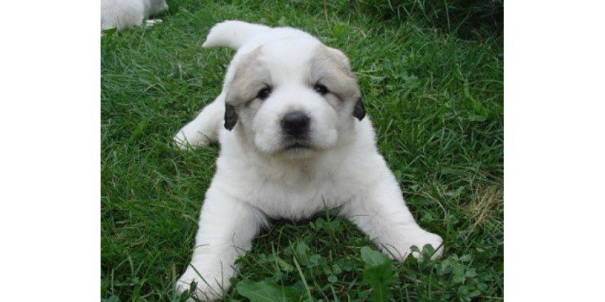 Лос-Анджелес опасен для почтальонов