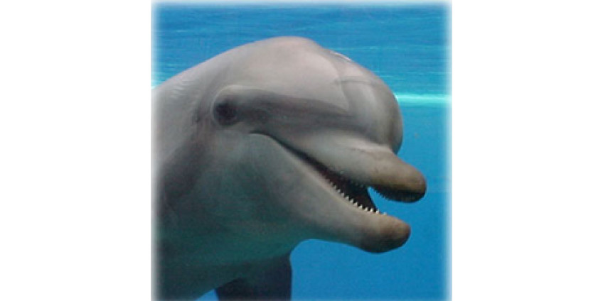 Боевые дельфины из Сан-Диего обнаружили реликвию