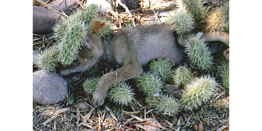 Как в Аризоне спасали щенка койота