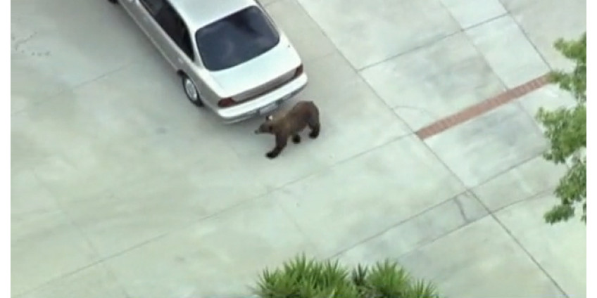 Сон жителей Лос-Анджелеса развеял нежданный гость