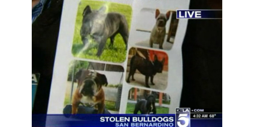 Американская семья лишилась пятерых бульдогов