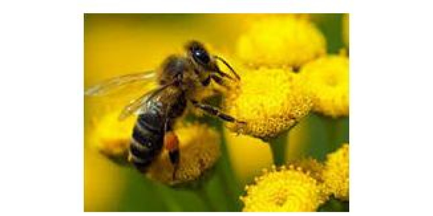 В Лос-Анджелесе бьют тревогу из-за исчезновения пчел