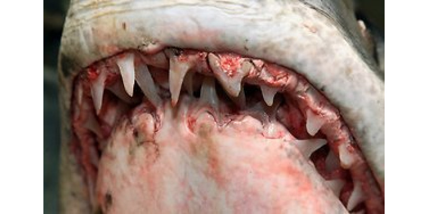 У берегов США поймана гигантская акула