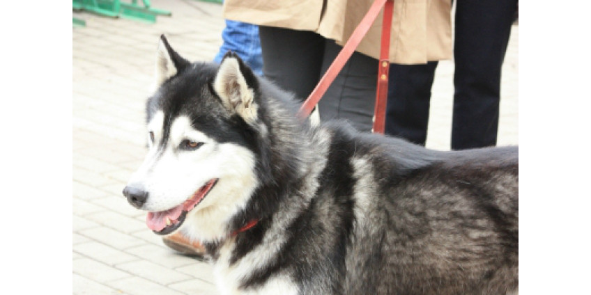 Собака-поводырь спасла двух человек