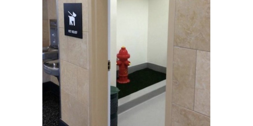 В аэропорту Сан-Диего установили собачий туалет