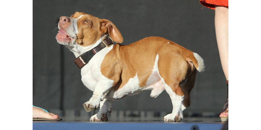 В Штатах выбрали самую уродливую собаку 2013 года