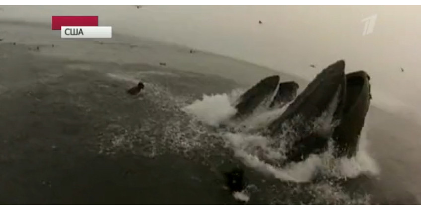Американские дайверы пережили несколько волнующих мгновений